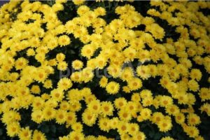 重陽の節句の菊の花イメージ
